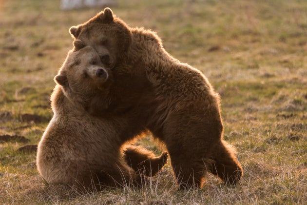 Bear hug