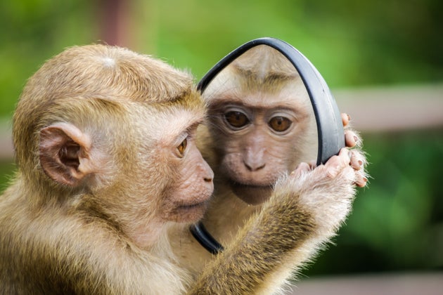Macaque Monkey Looking in Mirror