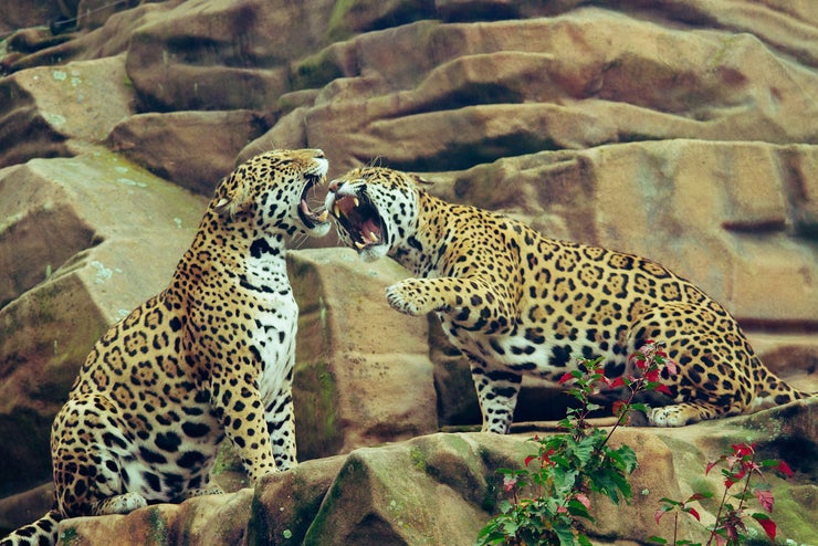 Yelling Jaguars