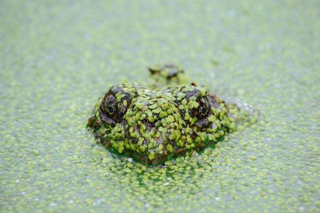 Frog Trying to be Invisible