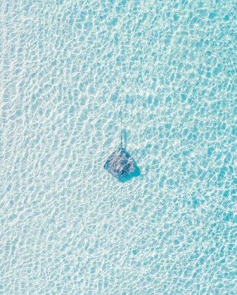 stingray