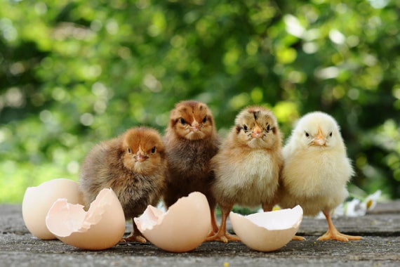 chickensexer