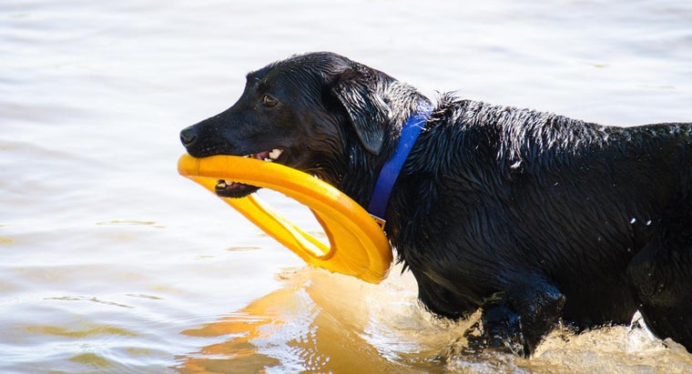 What Is The Average Weight Of A Full Grown Black Lab