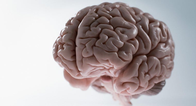 What Is the Average Weight of the Human Brain? | Reference.com