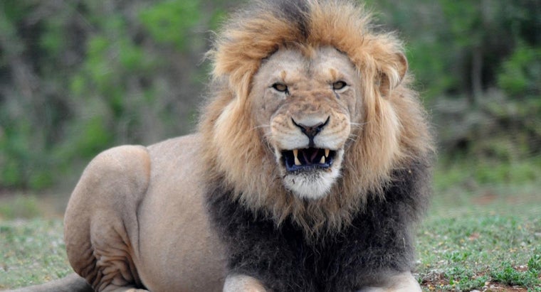 What Is The Average Weight Of A Male Lion Reference Com
