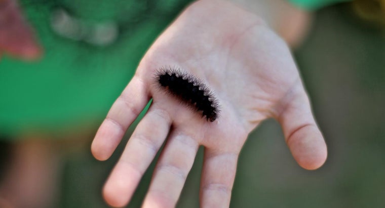 Download Are Black Fuzzy Caterpillars Poisonous Reference Com Free Wallpaper Are Black Fuzzy Caterpillars Poisonous Reference Com Desktop Wallpaper