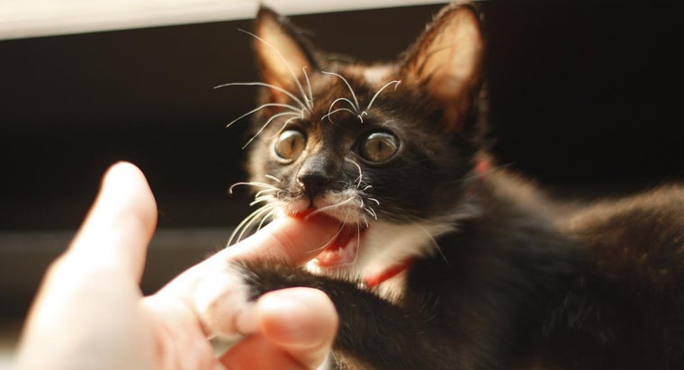 Why Does Your Cat Nibble On You Reference Com