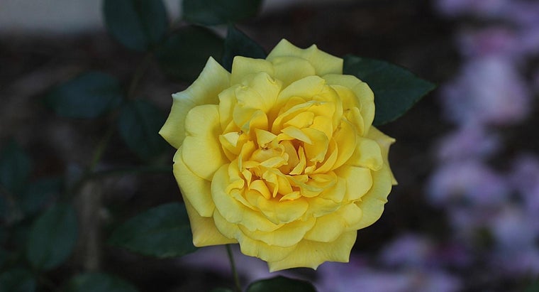 What Is the Cause of Brown Leaves on a Rose Bush? | Reference.com