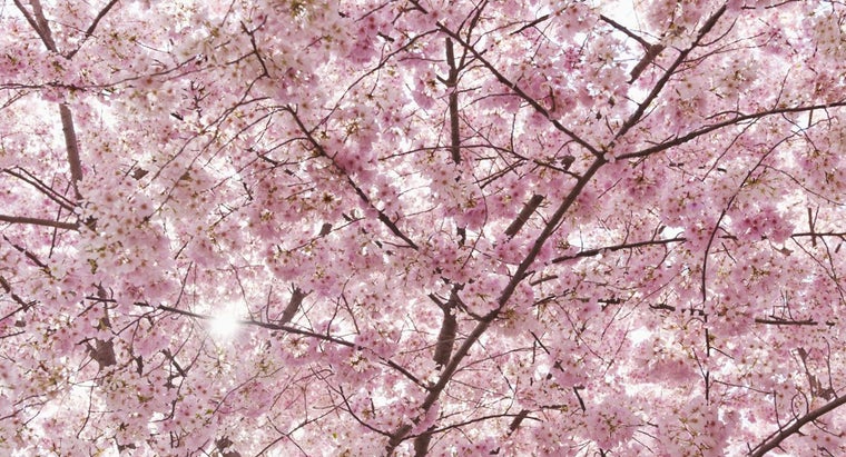 Get Wallpaper Blossom meaning HD Get Wallpaper Blossom meaning Free
