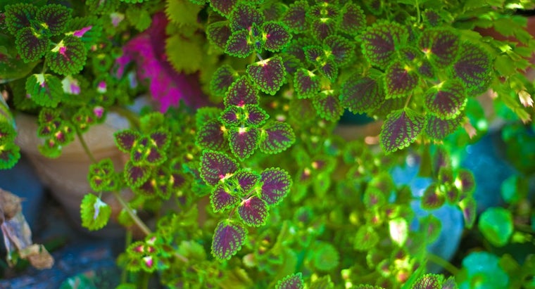 Are Coleus Plants Perennials Or Annuals - Coleus Perennial Or Annual