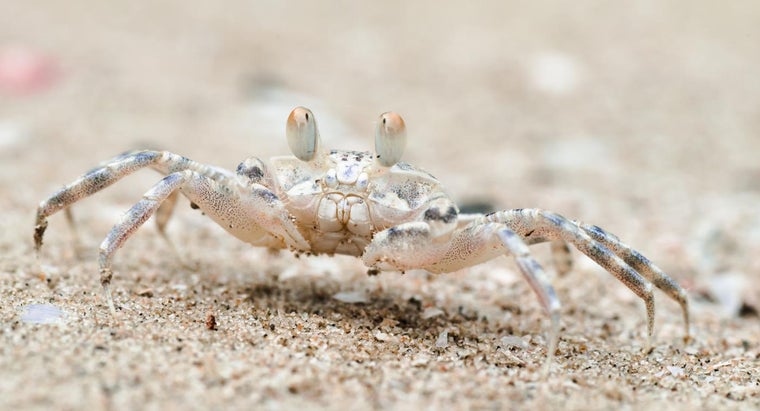 Do Crabs Lay Eggs? | Reference.com