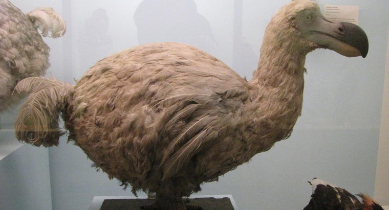 What Did Dodo Birds Eat Reference Com