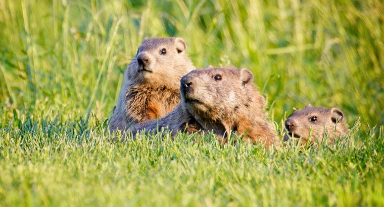 What Is The Difference Between A Groundhog A Gopher And A