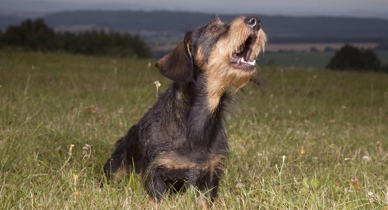 Why Do Dogs Cry Reference Com