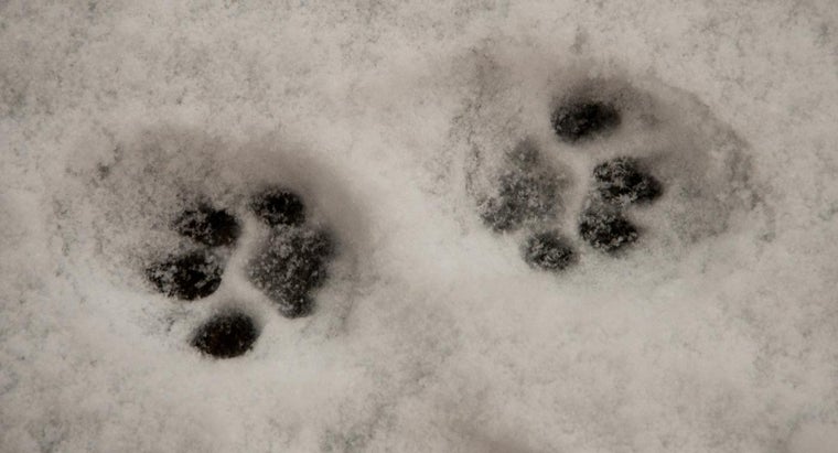 How Do You Draw Cat Paw Prints Reference Com