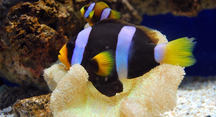 What Is a Female Fish Called? | Reference.com