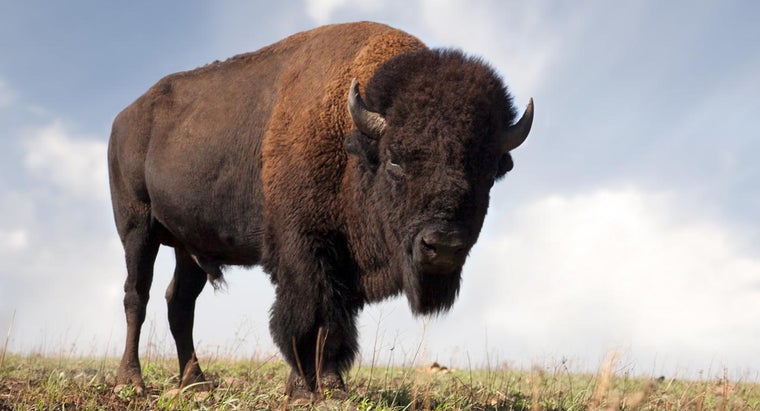 How Much Does A Buffalo Weigh Reference Com