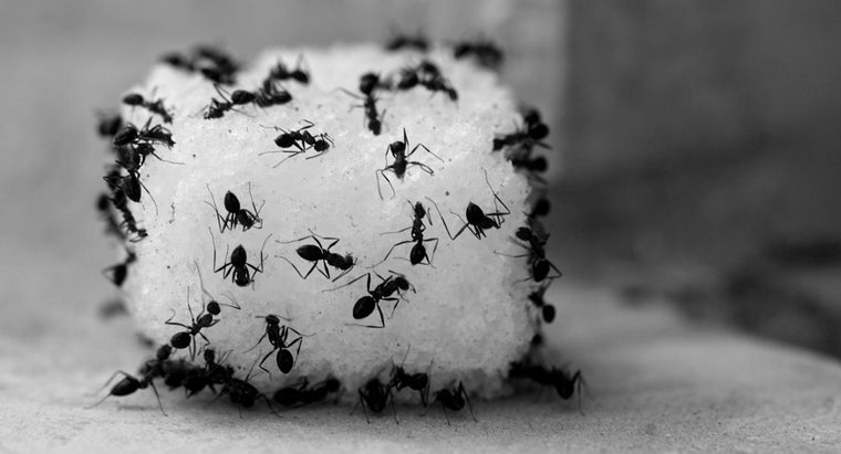 How Do You Kill Ants Using Vinegar Reference Com