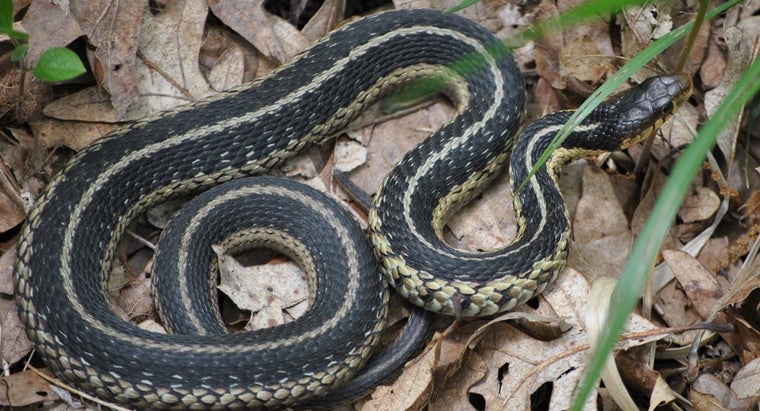 What Is the Life Cycle of a Snake? Reference.com