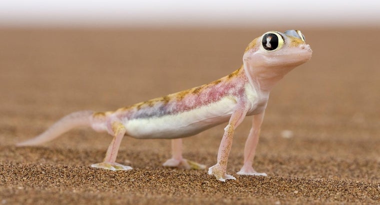 How Do Lizards Move? | Reference.com