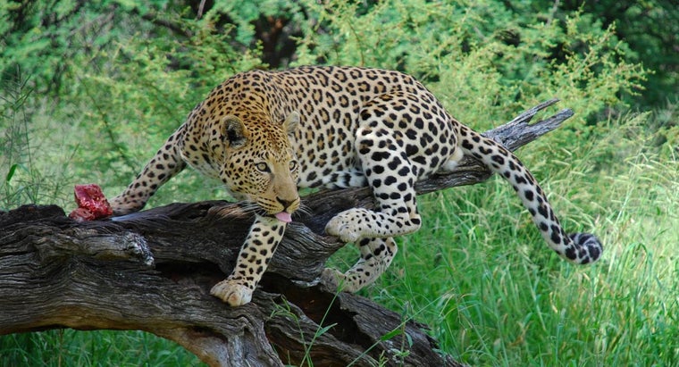How Many Leopards Are Left in the World? | Reference.com