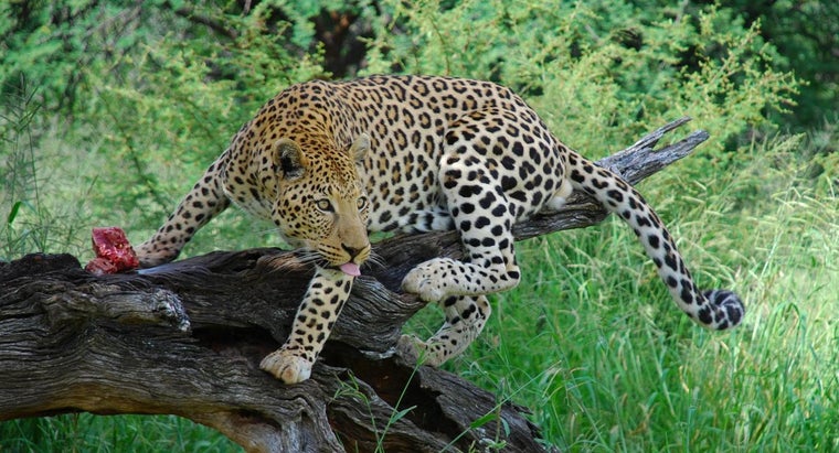 How Many Leopards Are Left in the World? | Reference.com