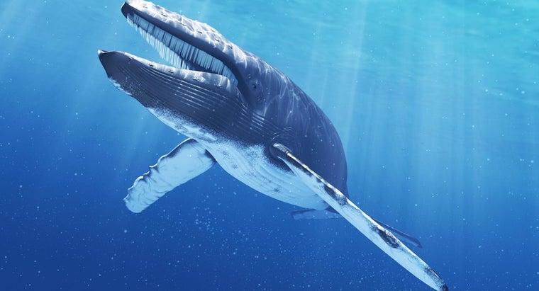 How Much Does A Blue Whale S Tongue Weigh Reference Com