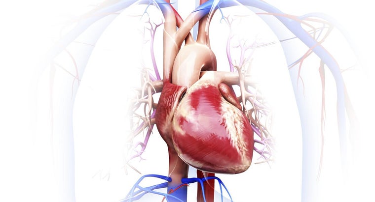 What Are the Organs in the Circulatory System? | Reference.com