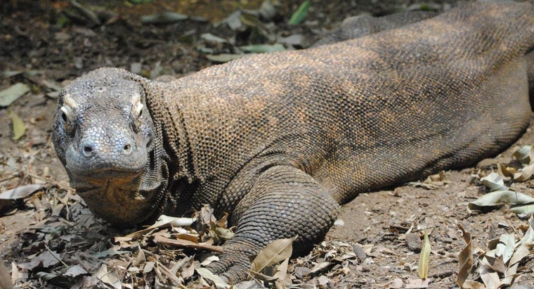 Who Are The Predators Of The Komodo Dragon Reference Com