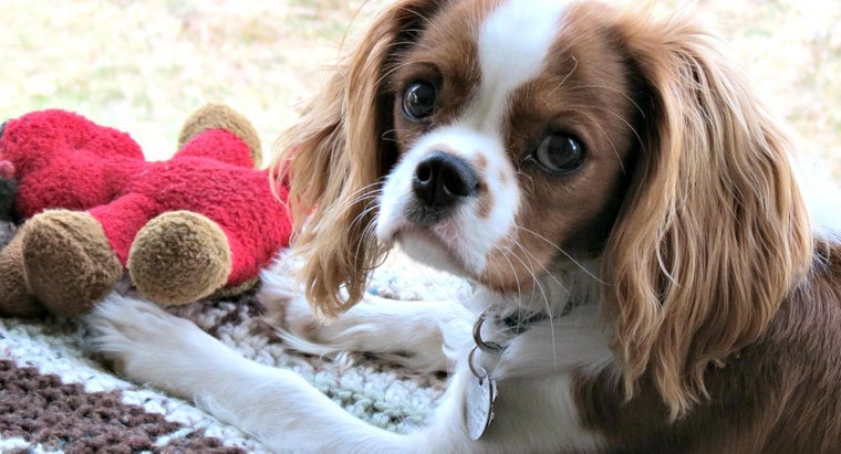 How Do You Select A Teacup Cavalier King Charles Spaniel Teacup Cavalier King Charles Spaniel