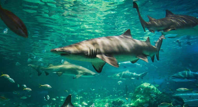 Do Sharks Eat Dolphins? | Reference.com