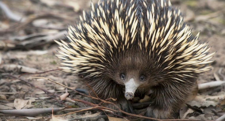 What Two Mammals Lay Eggs? | Reference.com