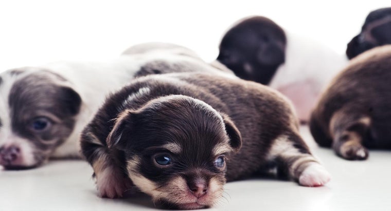 When Do You Worm Newborn Puppies? | Reference.com